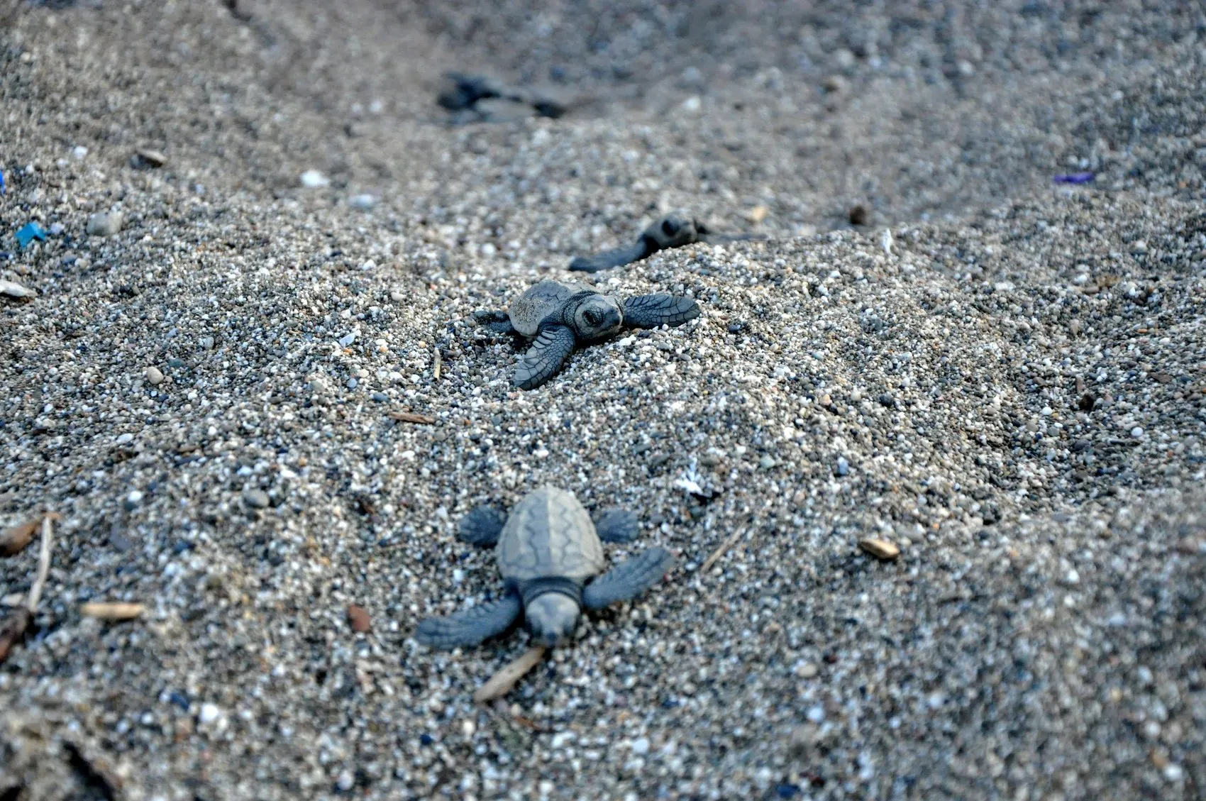 Antalya sahillerinde caretta caretta seferberliği