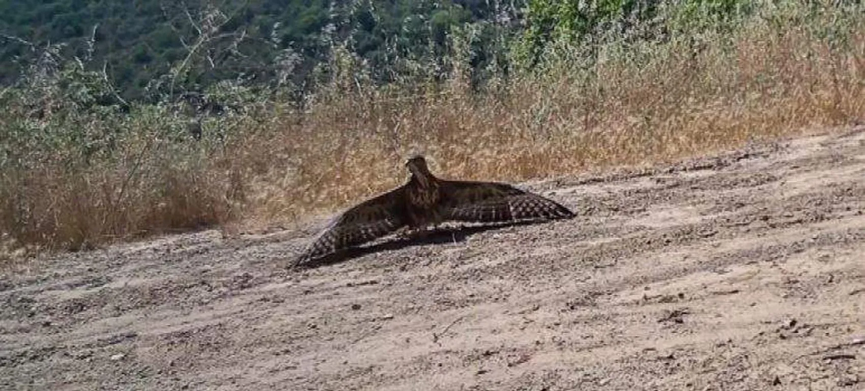 Ganos Dağı’nın gizli sakinleri kameralara yakalandı