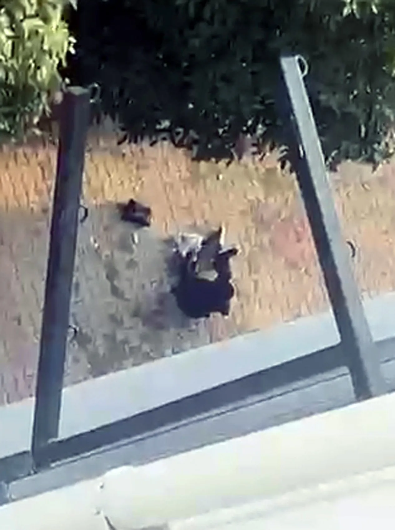 Adana'da dehşet saçan eski eşin davasında karar çıkmadı