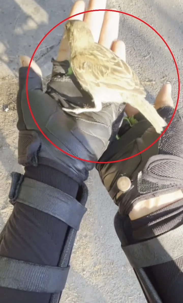 Diyarbakırlı kuryeden serçeye hayat veren müdahale