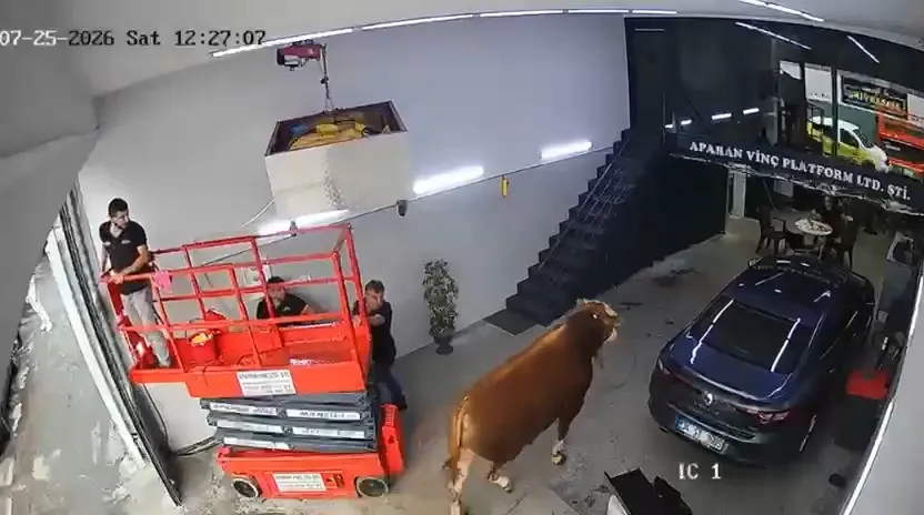 Ümraniye sanayisinde boğa paniği