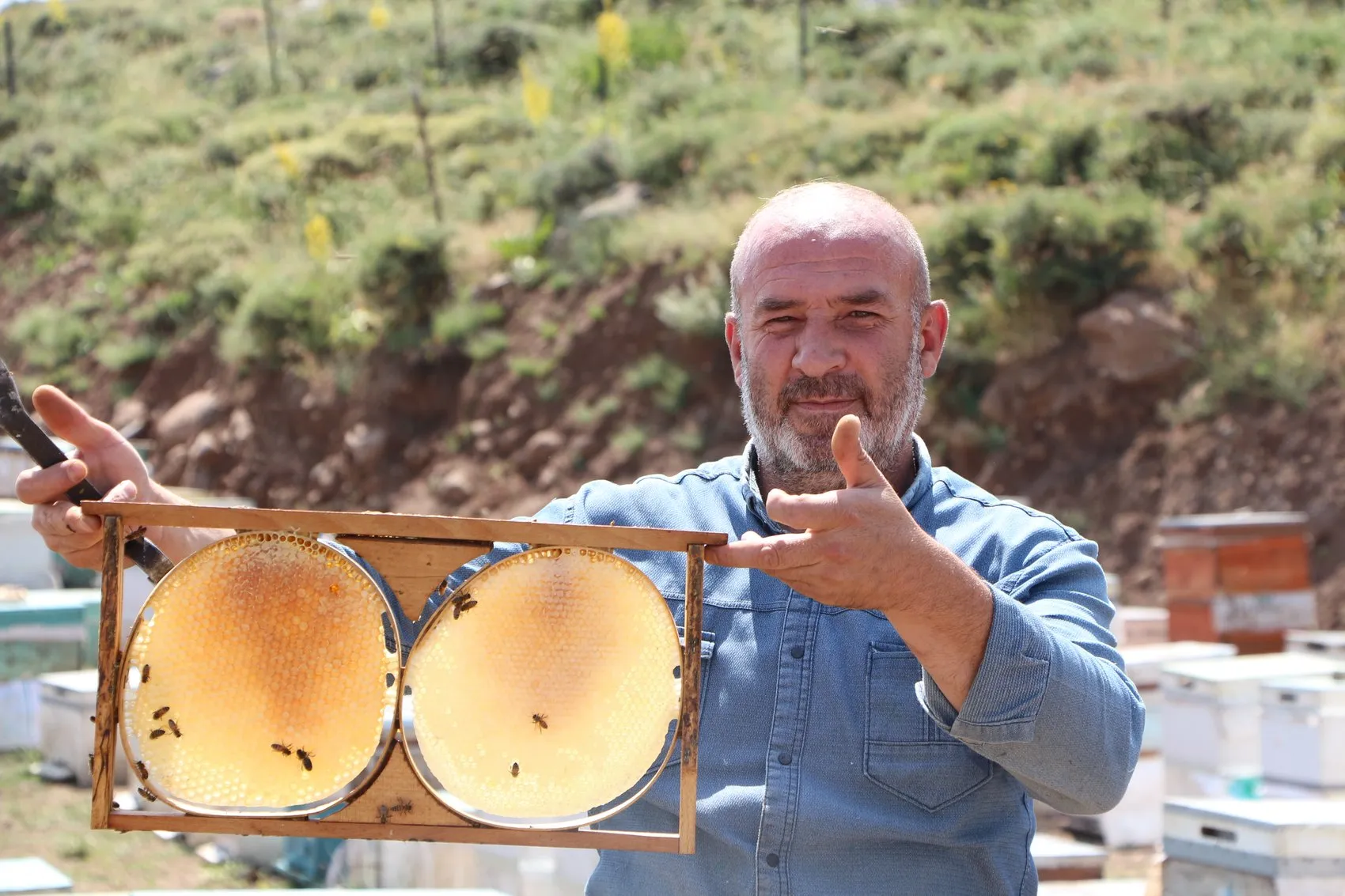 Bingöl dağlarında altın hasadı vakti geldi
