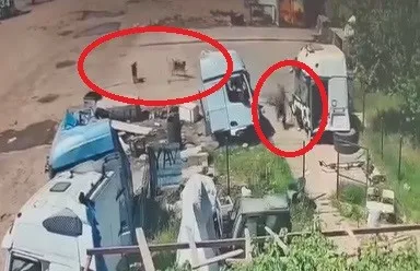 Silopi'de köpek dehşeti Baba ve amca saniyelerle yarıştı