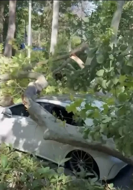 Florya’da devrilen asırlık ağaç park halindeki aracı hurdaya çevirdi
