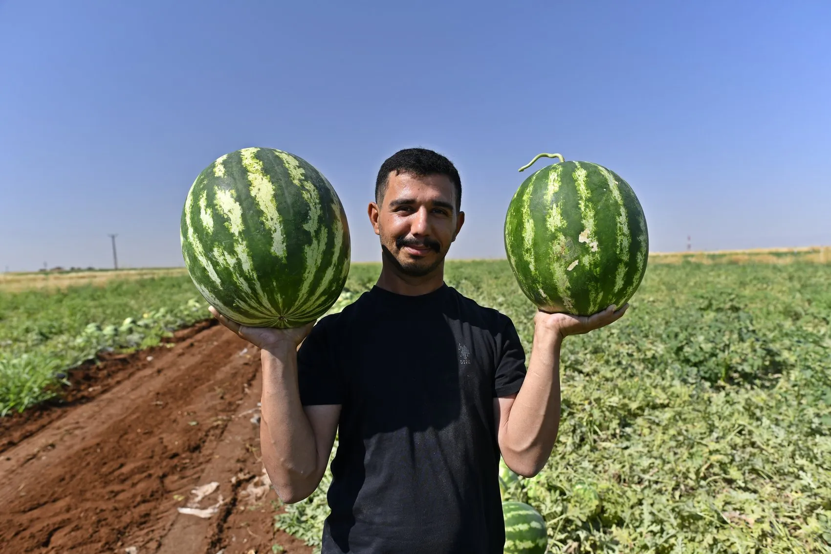 Diyarbakır karpuzunda hasat başladı ama çiftçinin yüzü gülmüyor