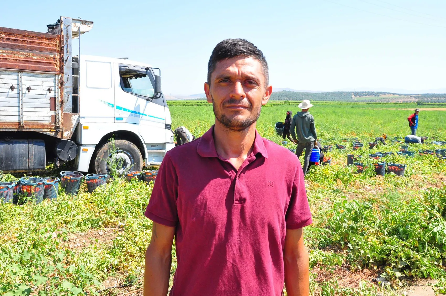 Manisa domates tarlalarında hasat mesaisi başladı