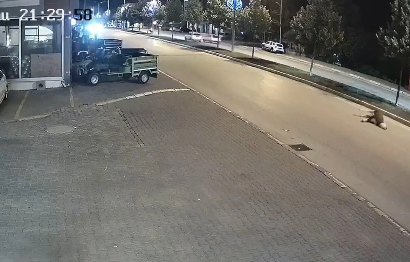 Düzce'de gece vakti yola çıkan inek motosikletle çarpıştı