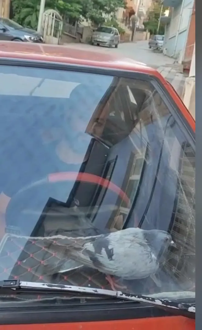 Malatya’da bir vatandaş kanaldan kurtardığı güvercine yuva oldu