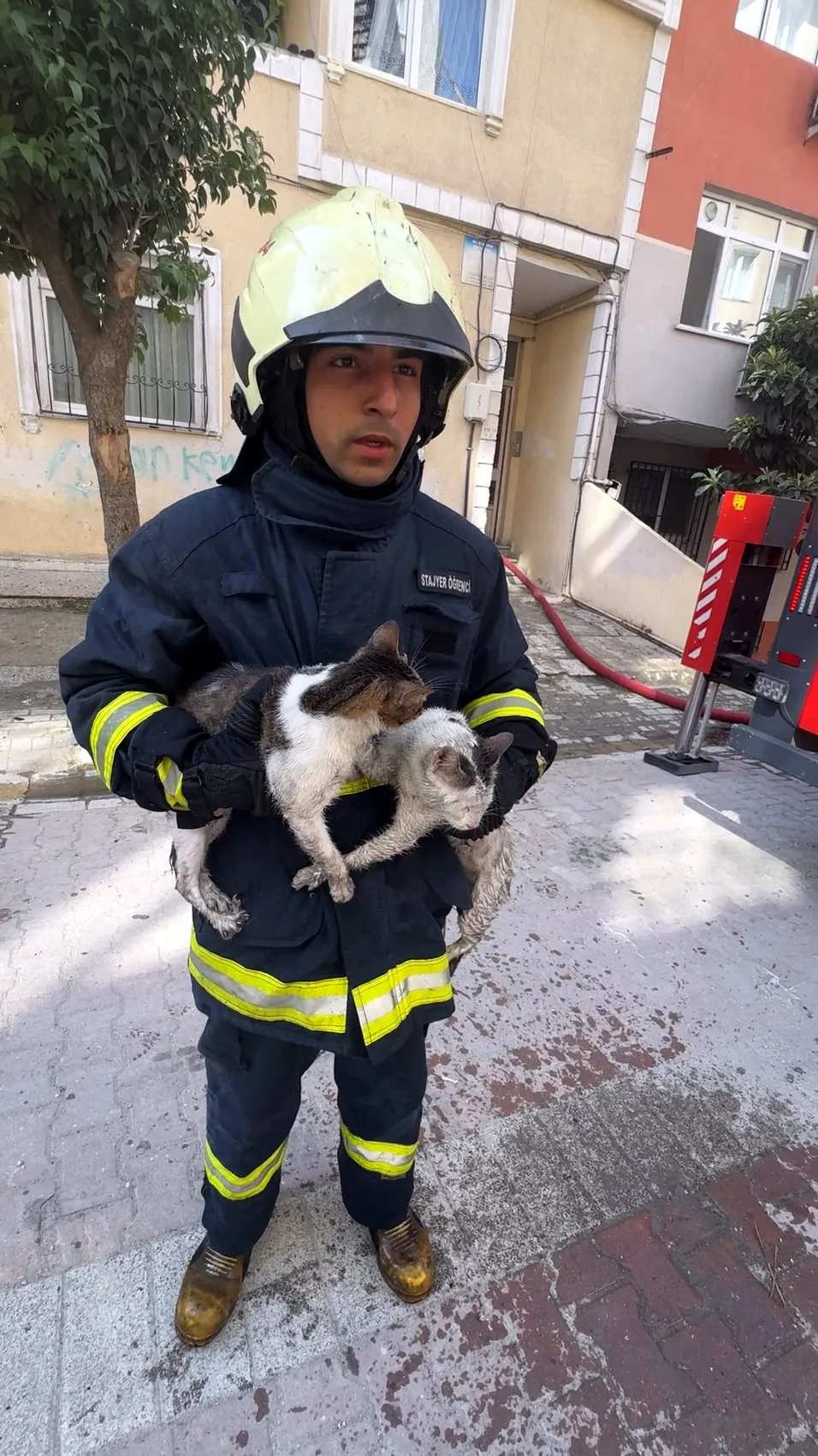 Avcılar’da bir evde çıkan yangın 10 kedinin ölümüne neden oldu?