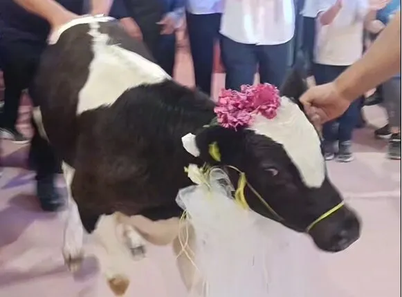 Düğün takısında şaşırtan hediye Damada canlı dana getirdiler
