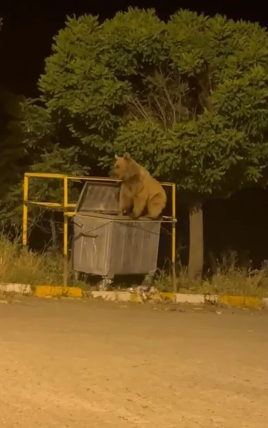 Sivas'ta çöp konteynerine dadanan ayılar görüntülendi