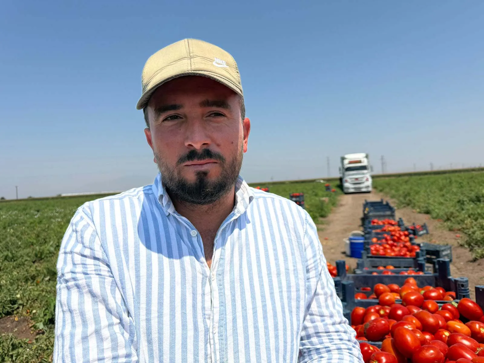 Amik Ovası'nda domates hasadı kavurucu sıcakta başladı