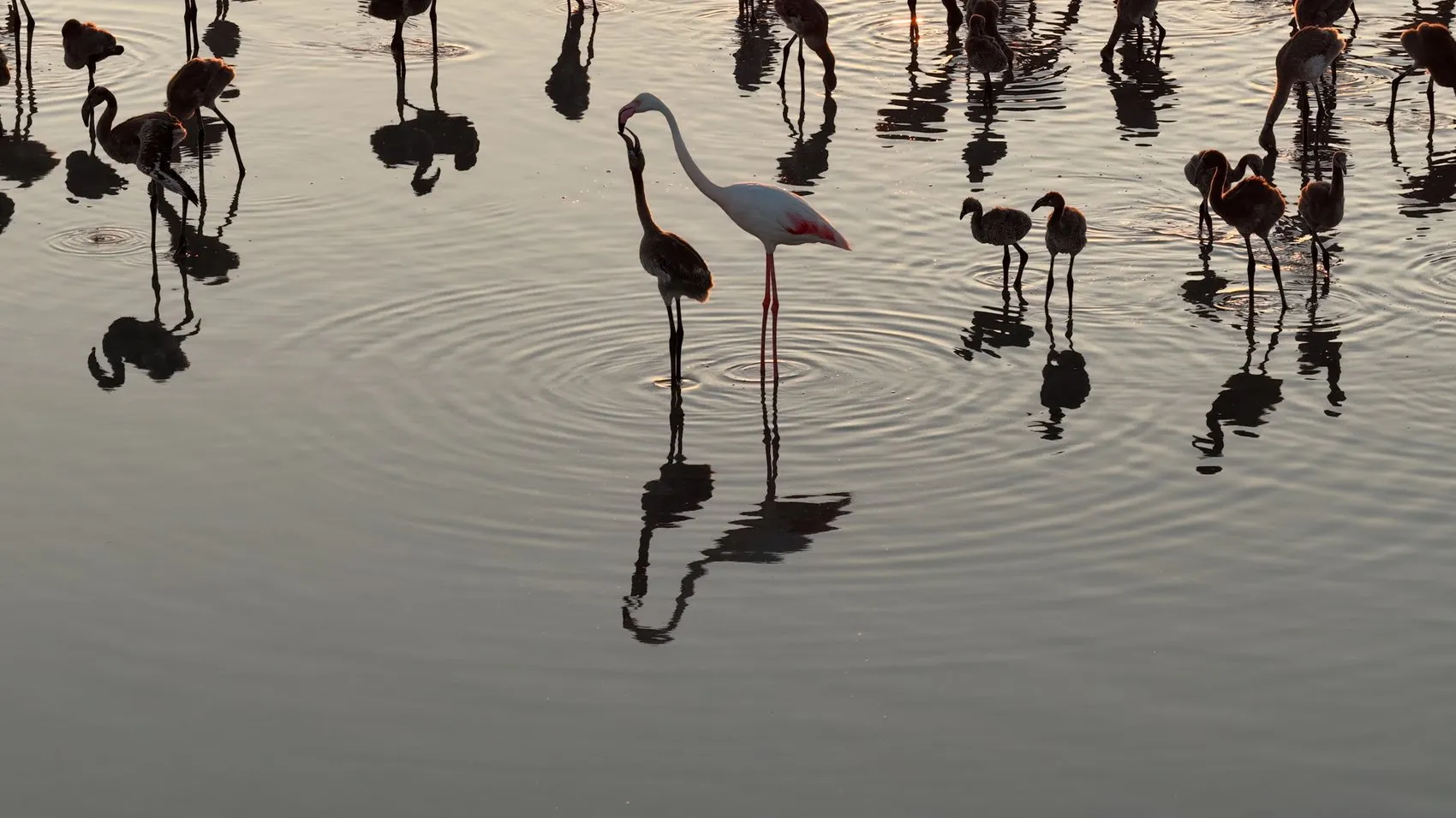 Tuz Gölü flamingo nüfusunda son beş yılın rekoru kırıldı