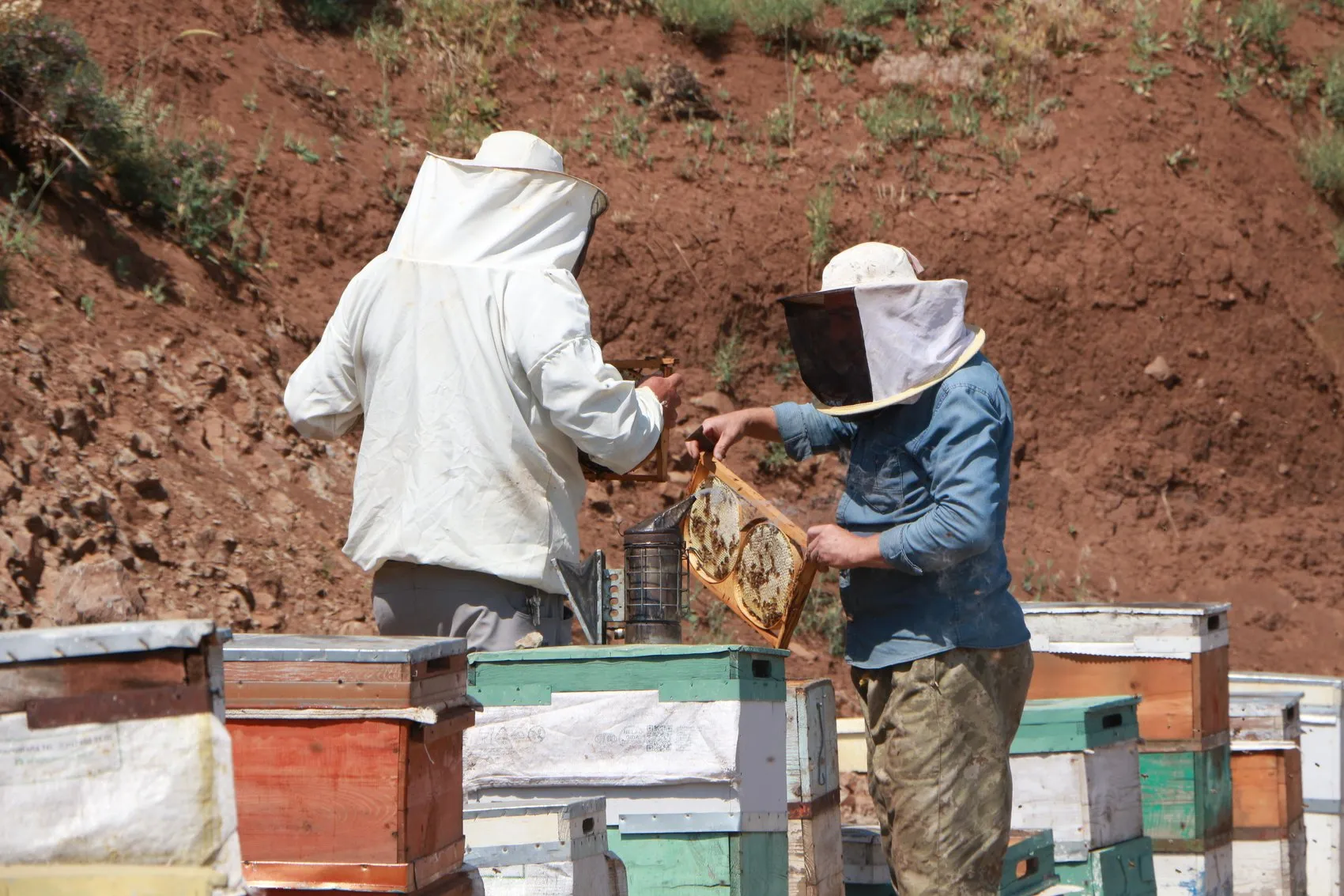 Bingöl dağlarında altın hasadı vakti geldi