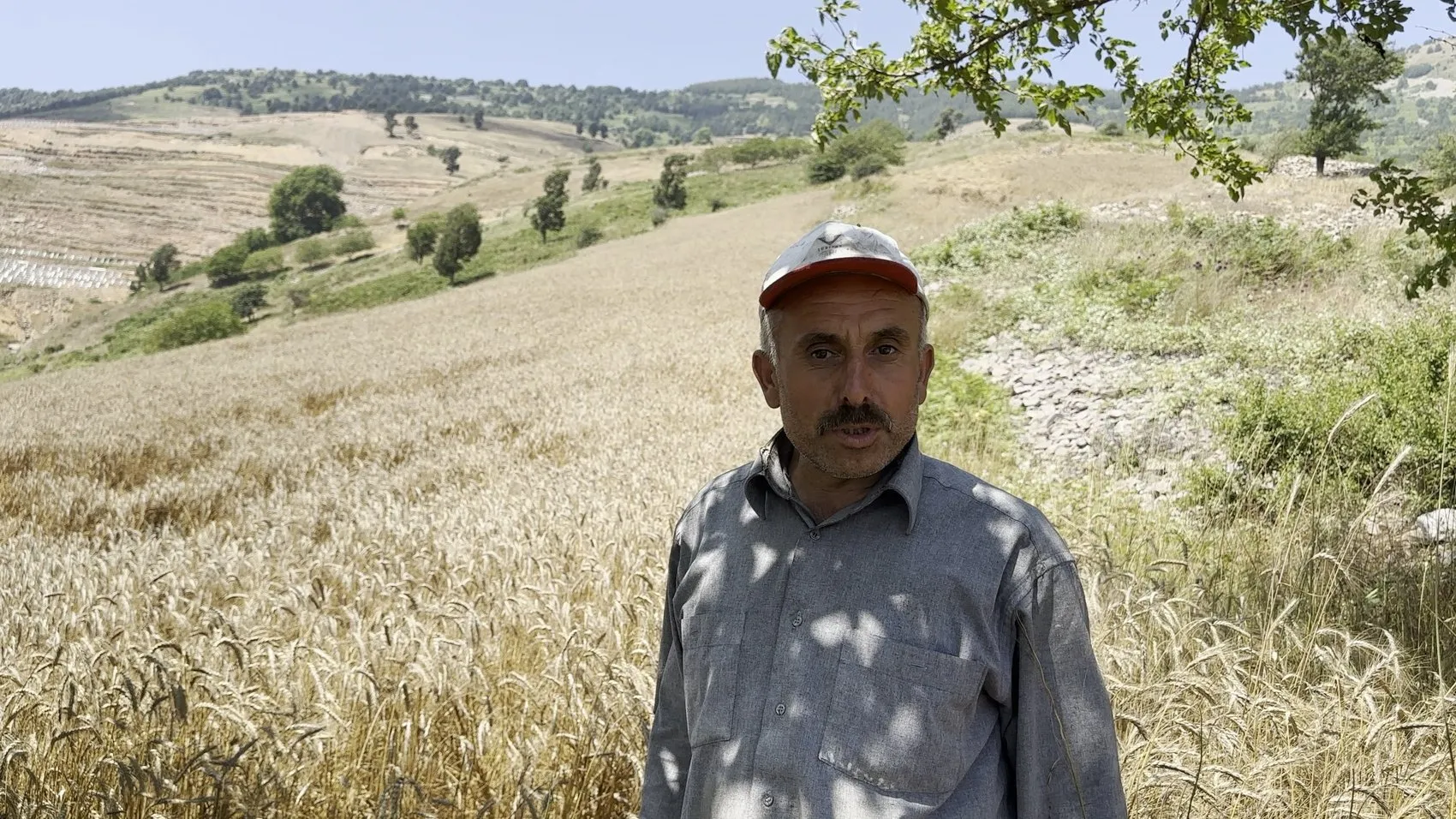 Osmaniye dağlarında teknoloji durdu oraklar çalışıyor