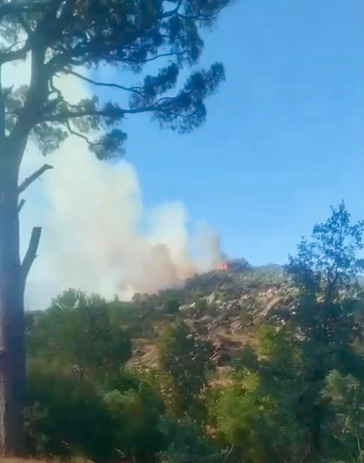 Muğla Kavaklıdere'de ormanlık alanda yangın paniği