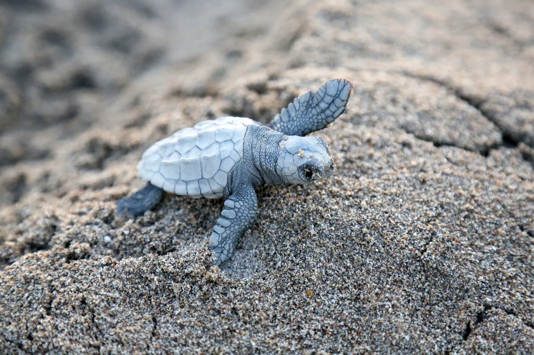 Belek sahillerinde caretta caretta yavruları denize ulaşıyor