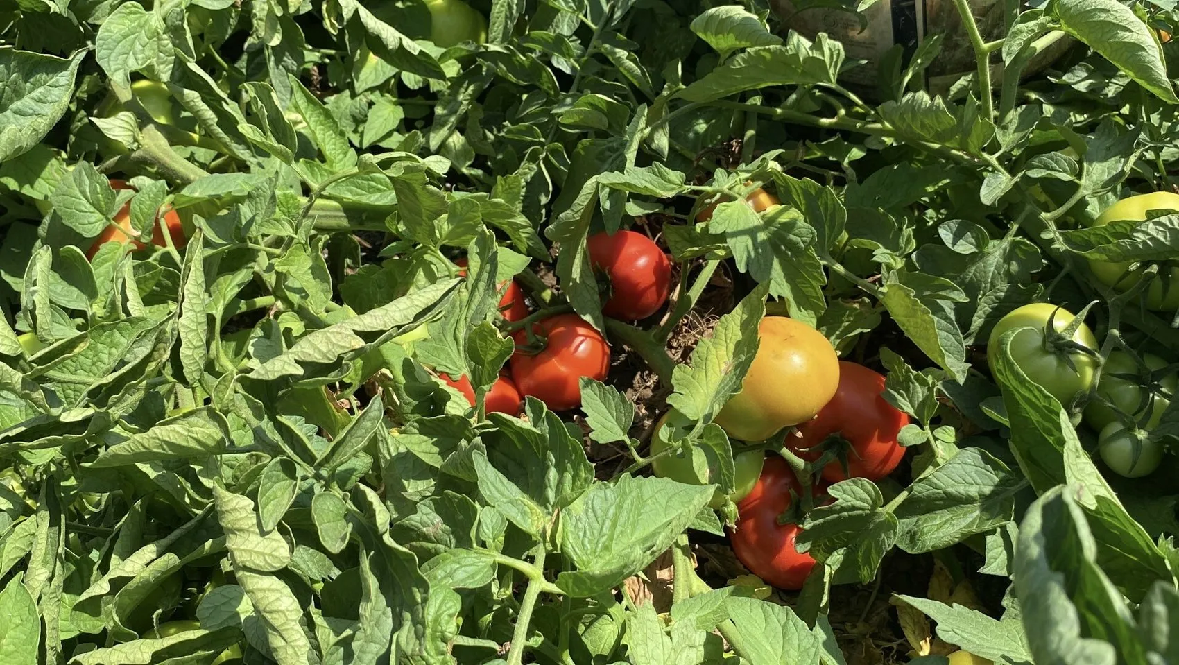 Çanakkale domatesinde sezon açıldı