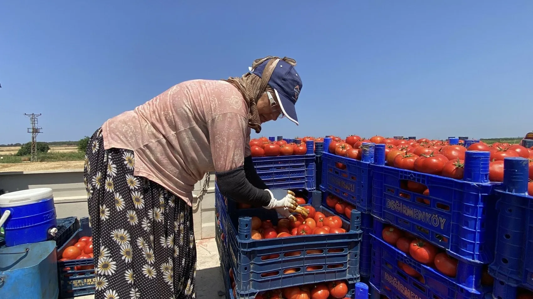 Çanakkale domatesinde sezon açıldı