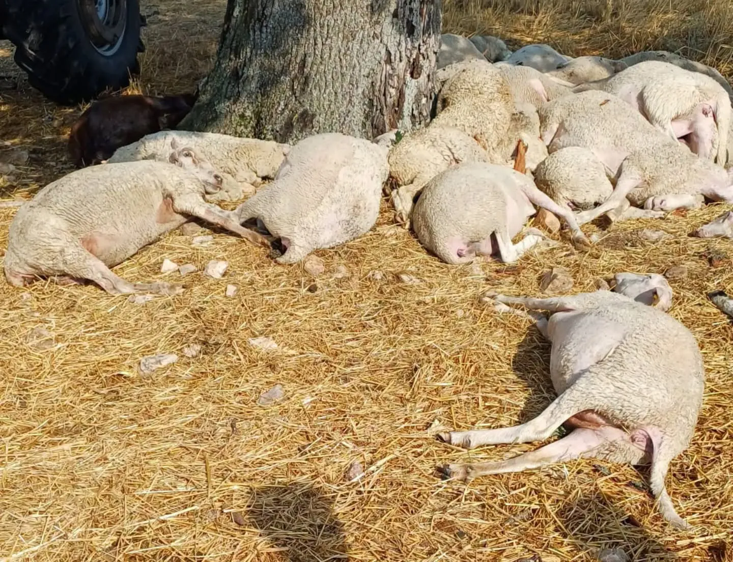 Edirne’de şiddetli yağışta ağaca yıldırım isabet etti 30 koyun telef oldu