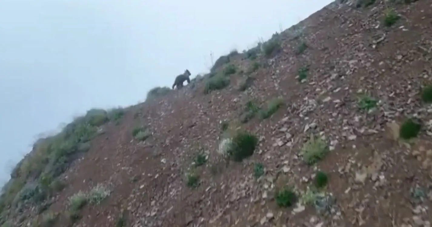 Artvin’de dronla görüntülenen ayı sesi duyunca ormana kaçtı