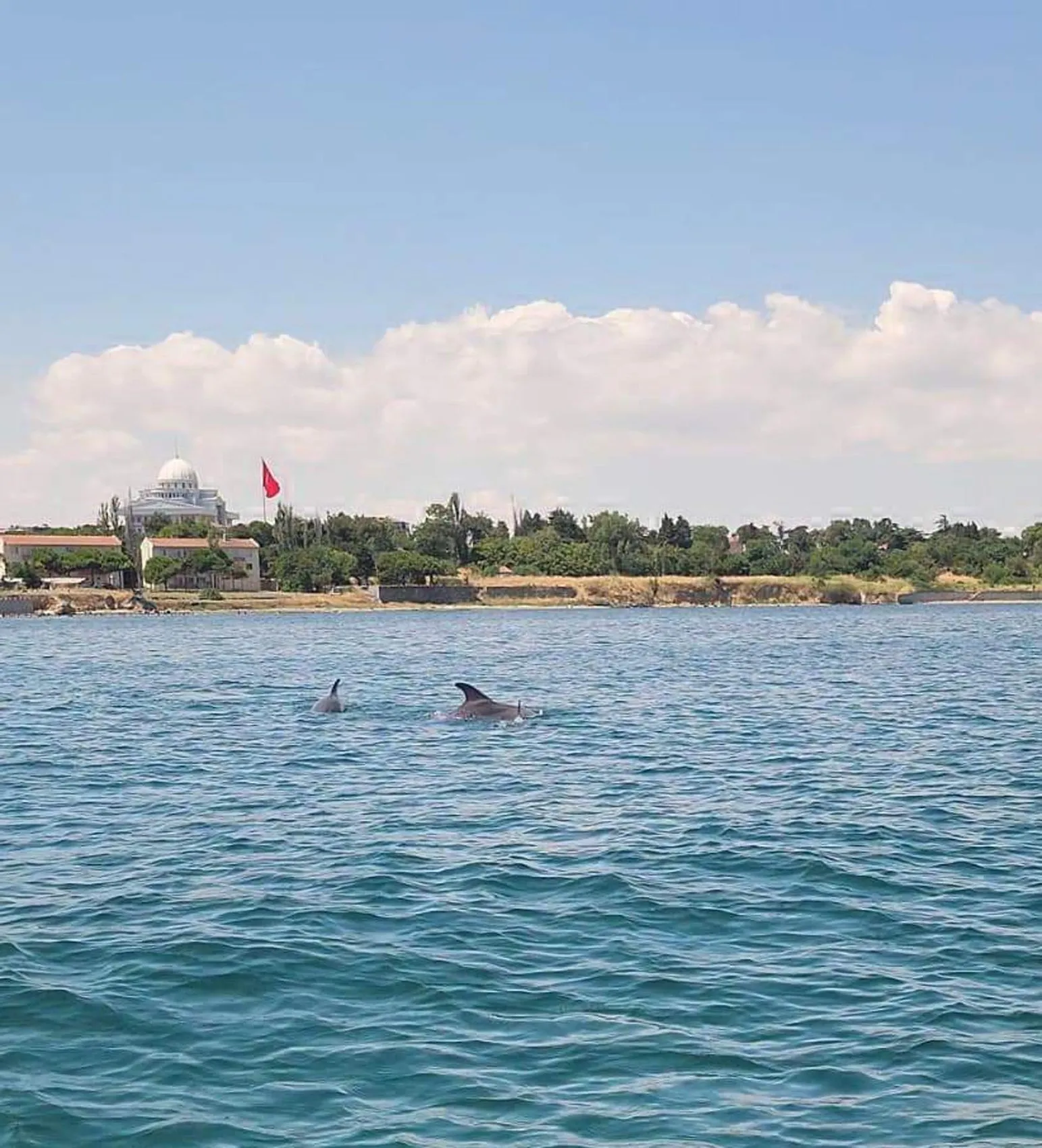 Marmara’nın maviliğinde iki yunus sürpriz yaptı