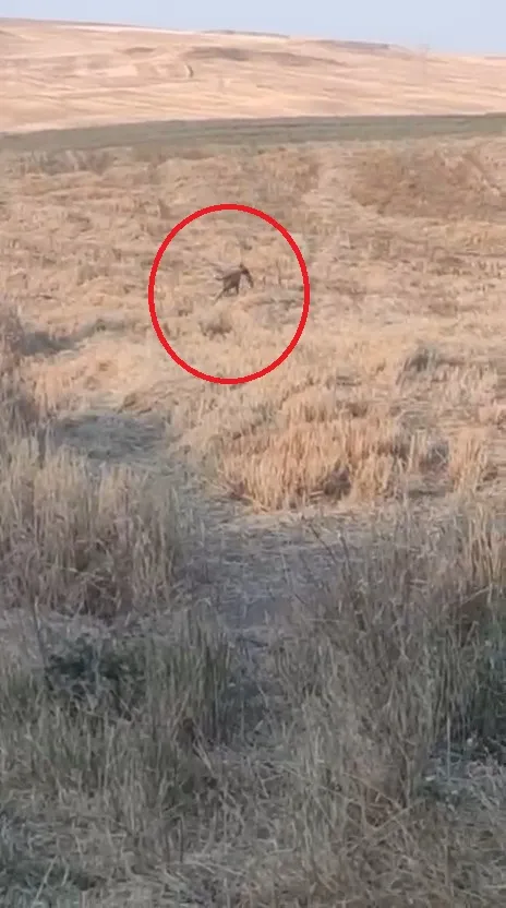 Bismil'de sahipsiz köpekler bir besicinin 15 kuzusunu öldürdü