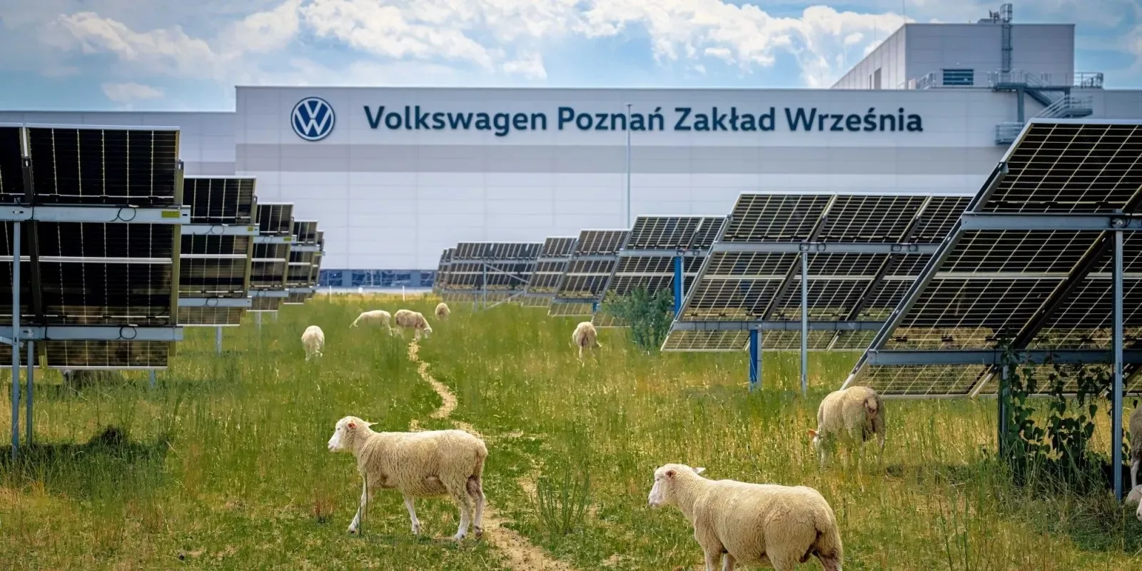 Volkswagen 100 koyunu işe aldı: Görevleri çimleri biçmek