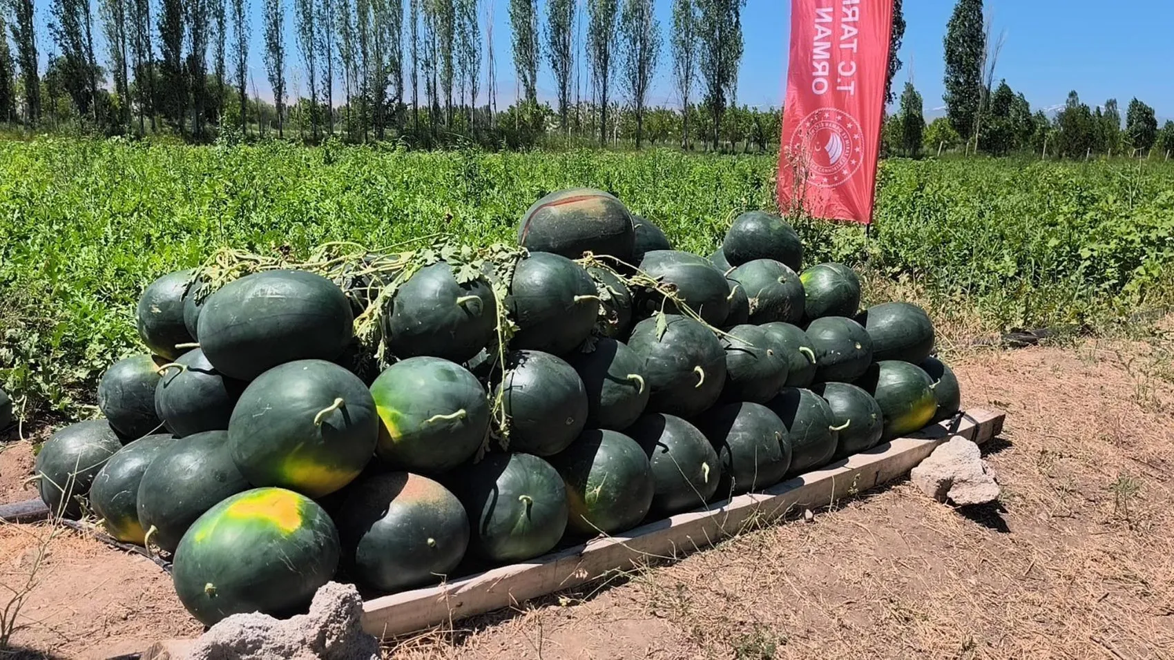 Doğu’nun Çukurova’sında ilk hasat heyecanı