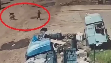 Silopi'de köpek dehşeti Baba ve amca saniyelerle yarıştı
