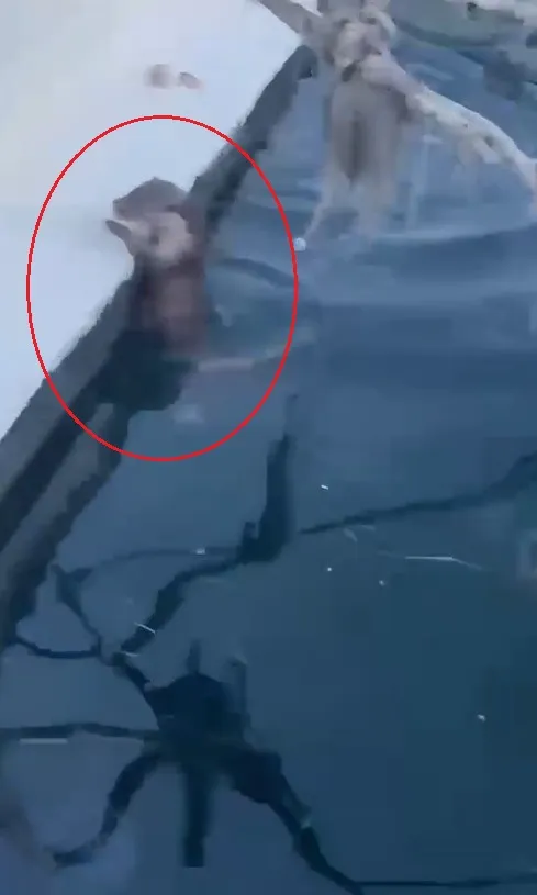 Erdek Limanı’nda sürpriz ziyaretçi