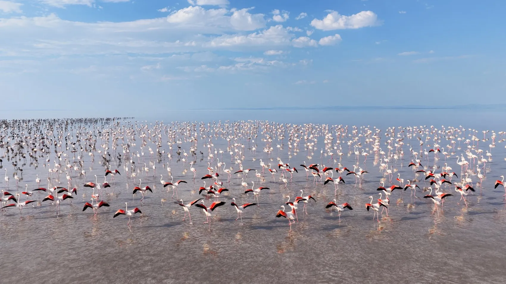 Tuz Gölü'nde flamingo bereketi yaşanıyor