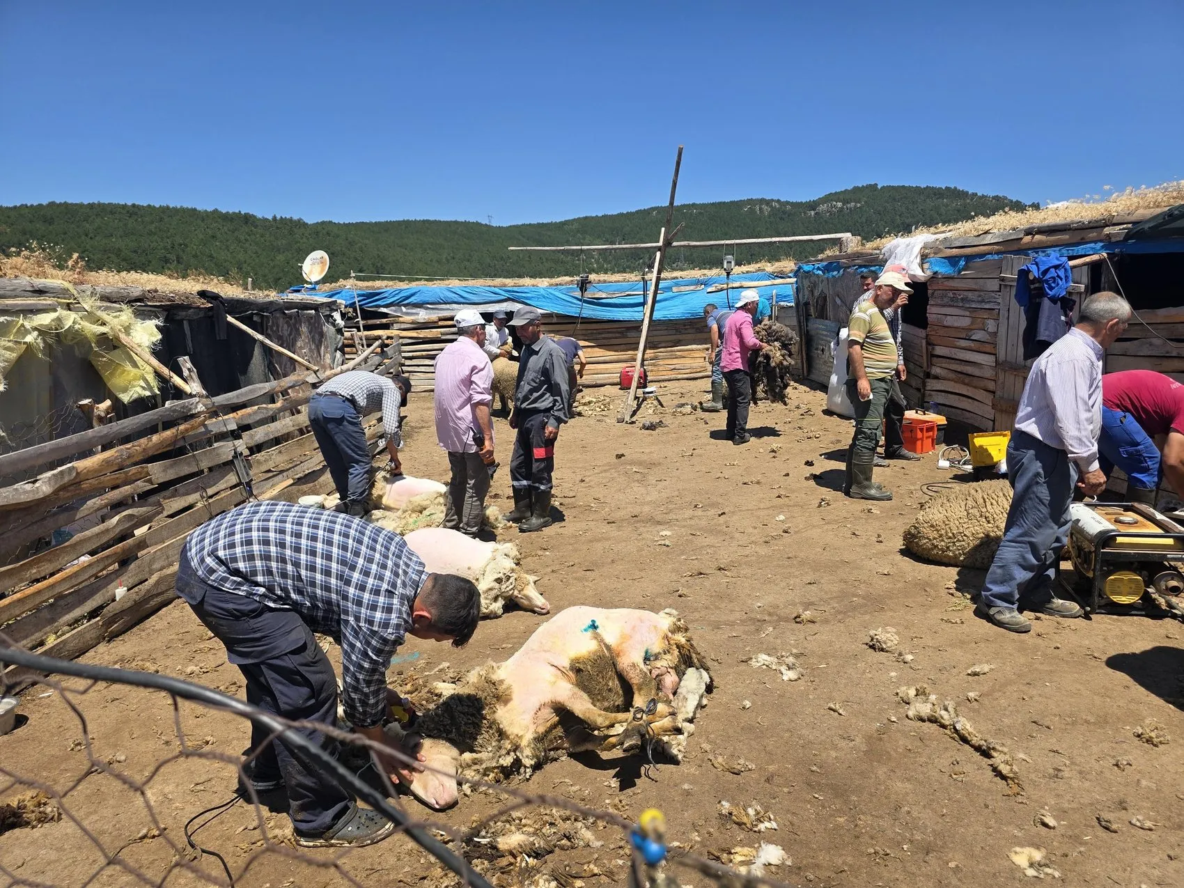 Manisa’da çobanlar imece usulüyle koyun kırkımına başladı