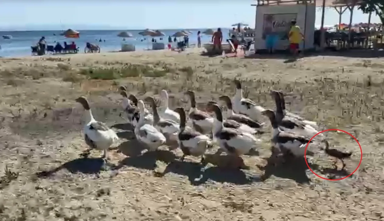 Erdek sahilinin özgür kazları bir ördek yavrusuna kol kanat gerdi