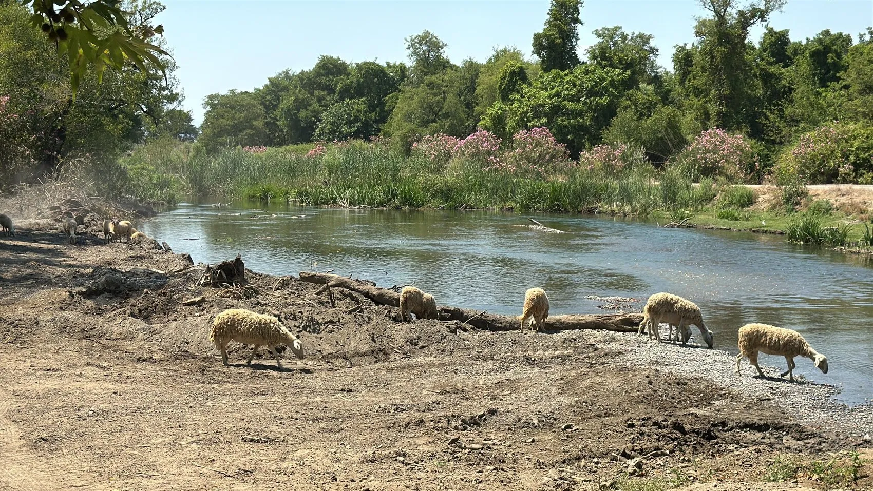 Muğla’da 90 yaşında bir kadın her gün sürüsüyle meraya çıkıyor