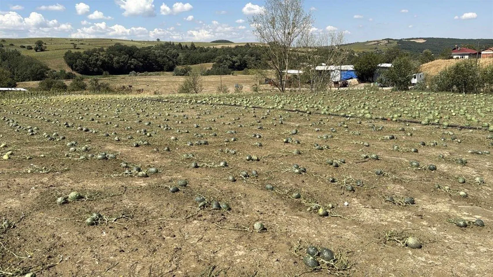 Tekirdağ'da dolu felaketi 35 bin dekar tarla zarar gördü