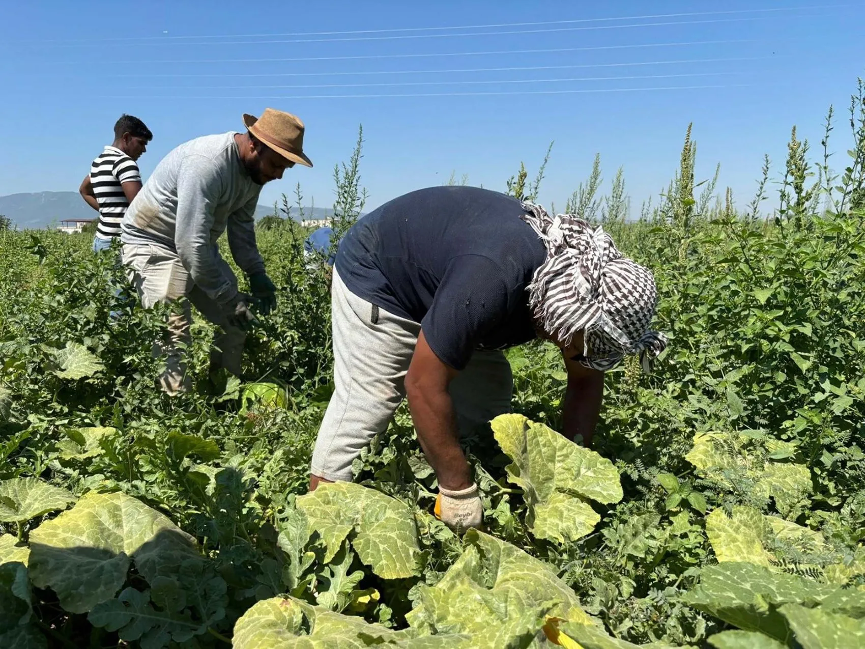 İzmir karpuzunda sezon açıldı