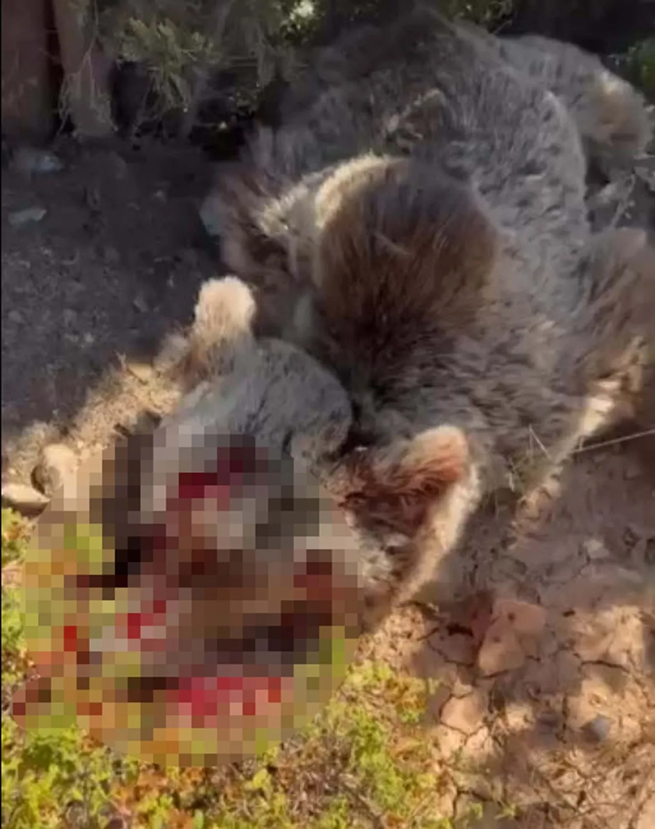 Seferihisar’da dehşet gecesi balkondaki yaşlı adama ayı saldırdı