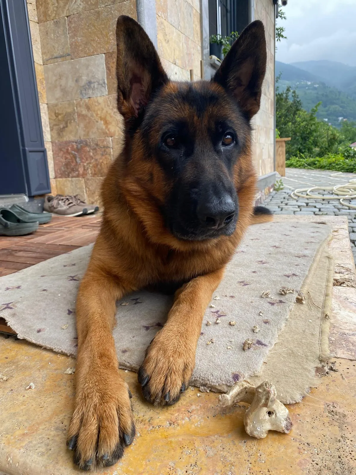 Trabzon'da kayıp köpeğini bulana 100 bin lira ödül verecek