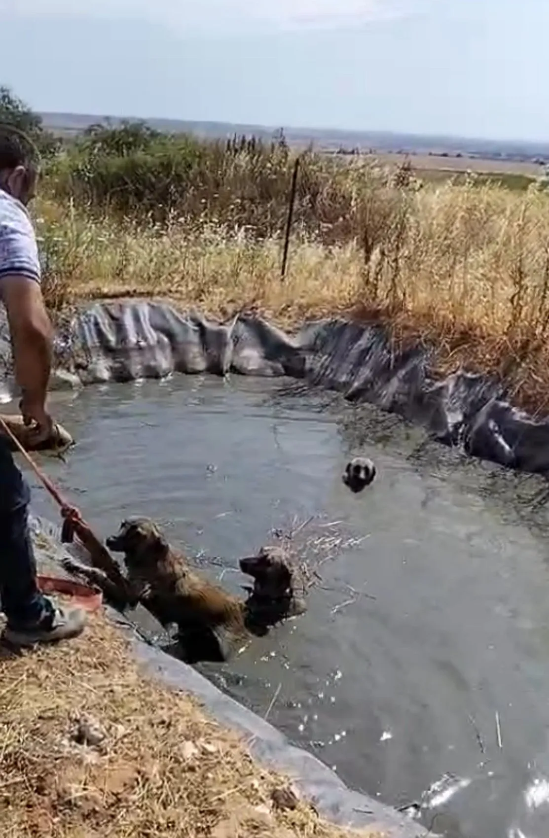 Ergene’de naylon kaplı gölete düşen köpekleri vatandaşlar kurtardı