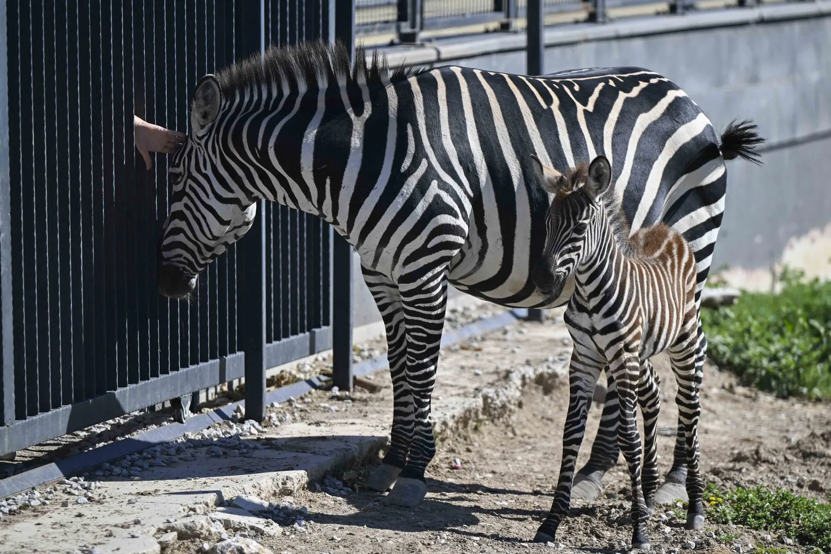 Ankara'nın yeni misafiri zebra yavrusuna isim arıyor