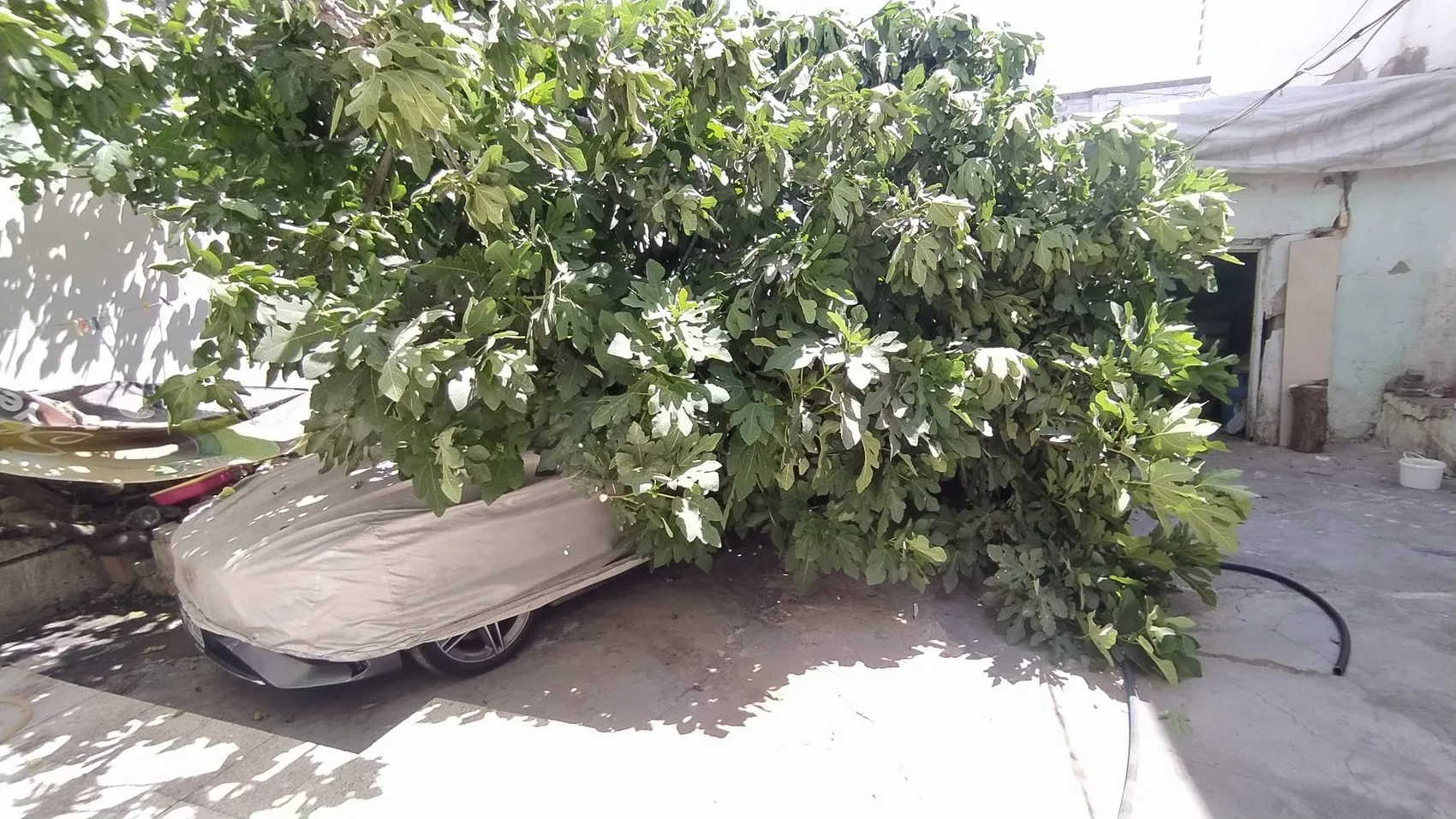 Adıyaman'da park halindeki araca devrilen ağaç maddi hasara yol açtı