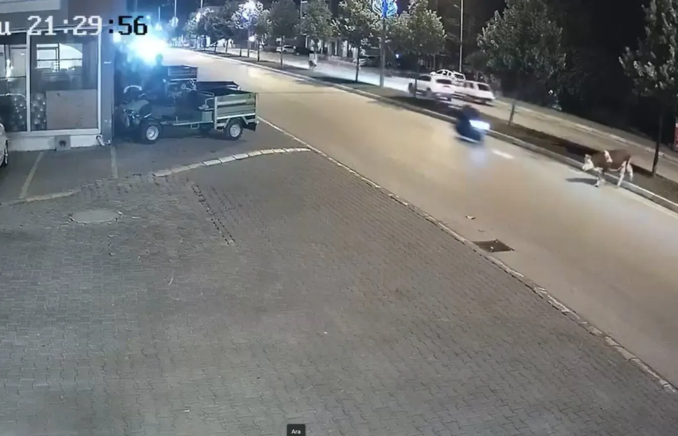 Düzce'de gece vakti yola çıkan inek motosikletle çarpıştı