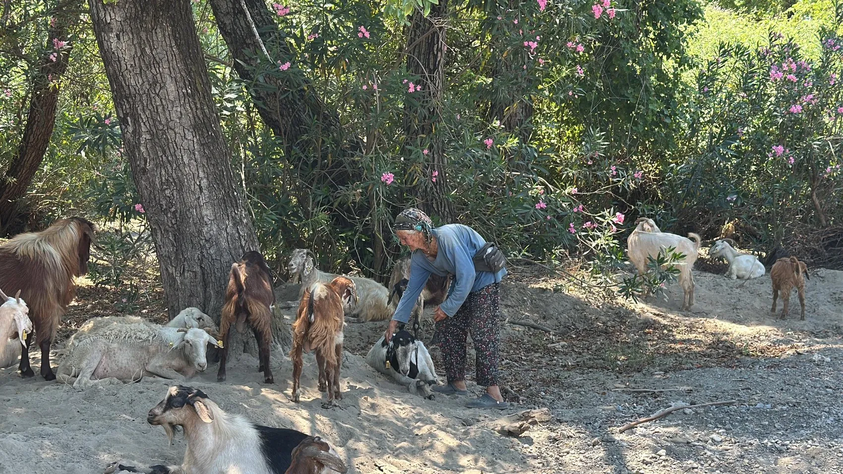 Muğla’da 90 yaşında bir kadın her gün sürüsüyle meraya çıkıyor