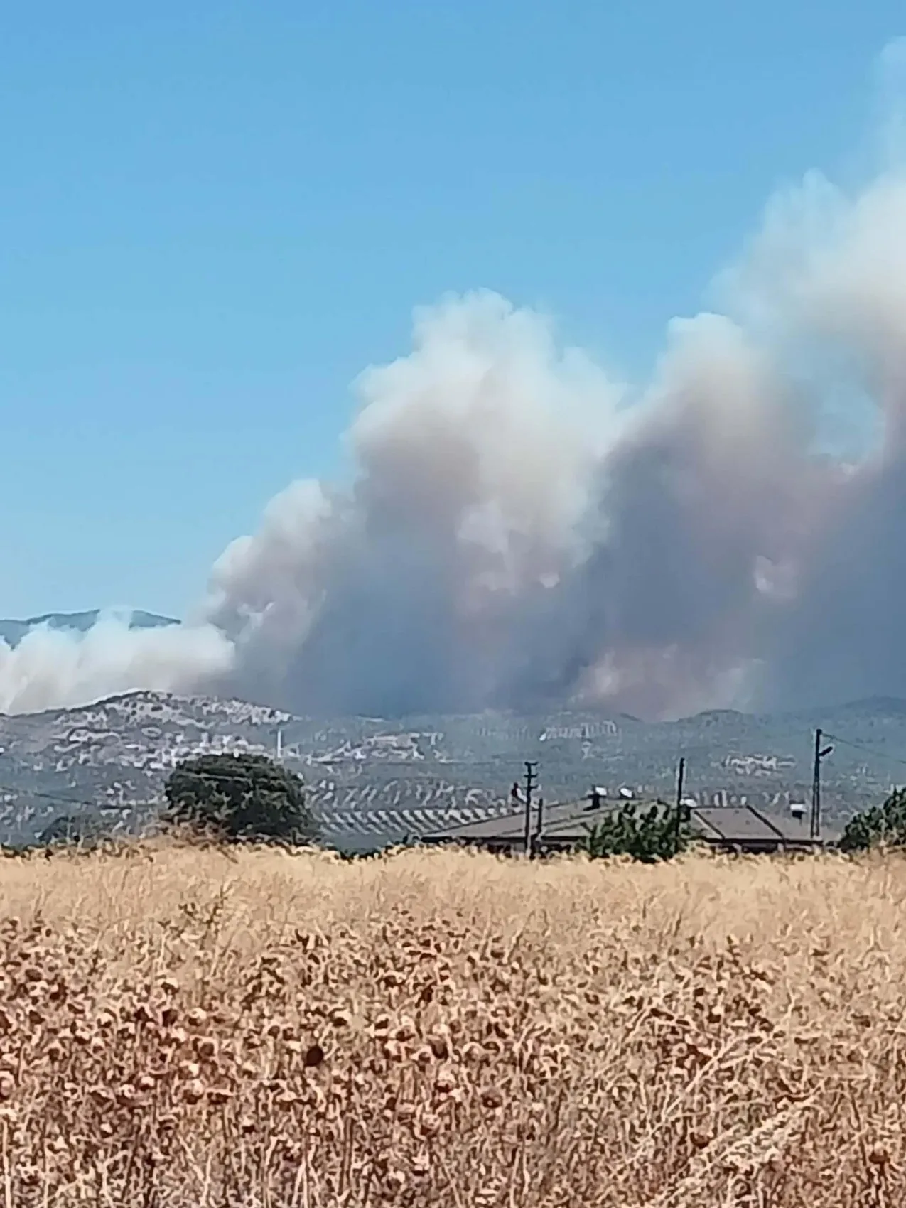 Balıkesir Gömeç ormanlarında yangın paniği