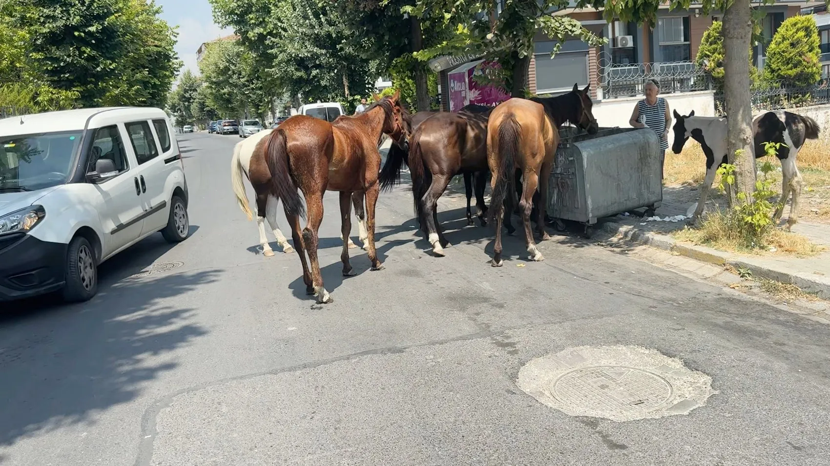 Avcılar'da trafiğe karışan sahipsiz atlar kaza riski yaratıyor