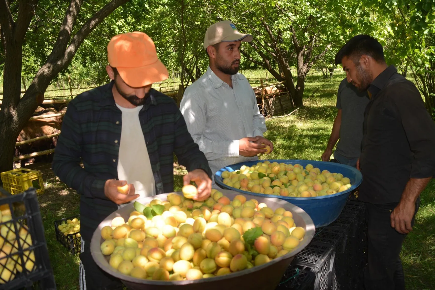 Iğdır kayısısında büyük kayıp Çiftçinin 40 milyon doları heba oldu