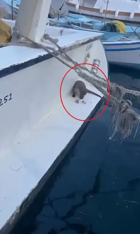 Erdek Limanı’nda sürpriz ziyaretçi