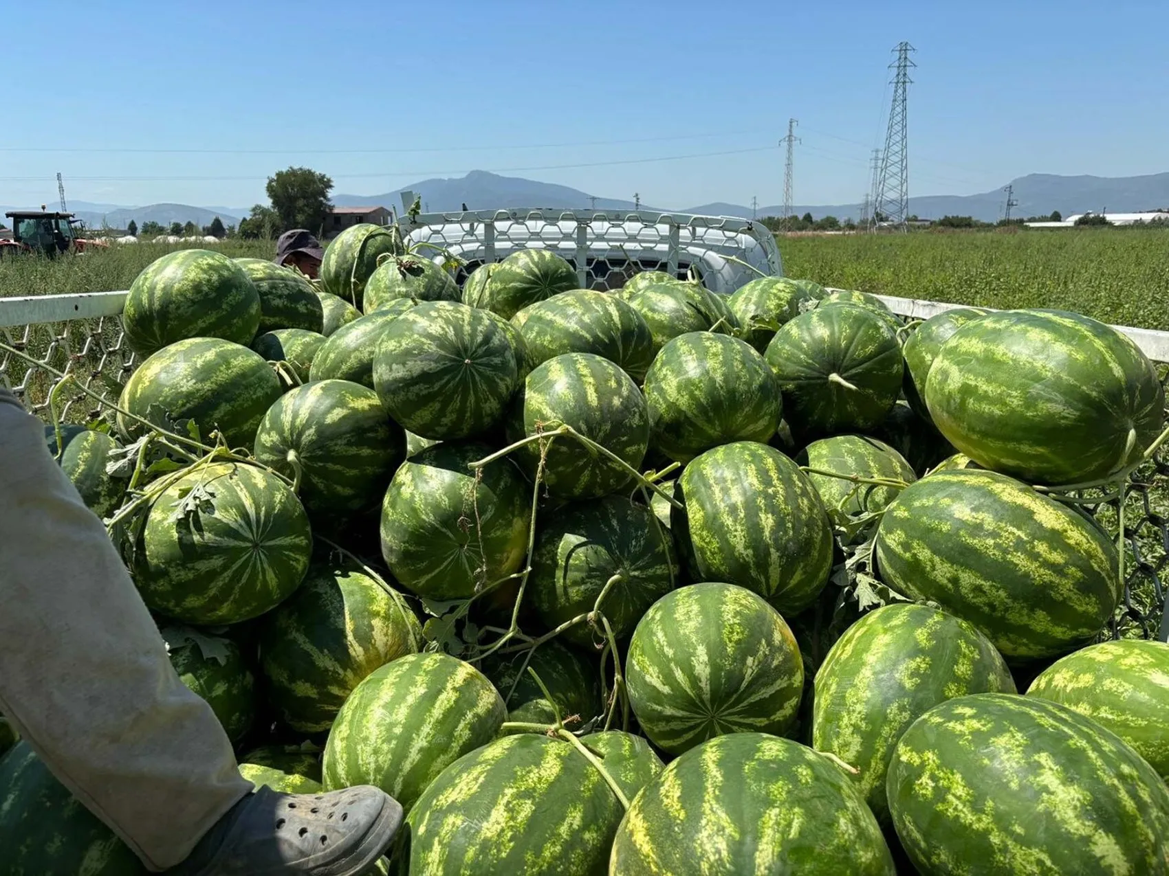 İzmir karpuzunda sezon açıldı