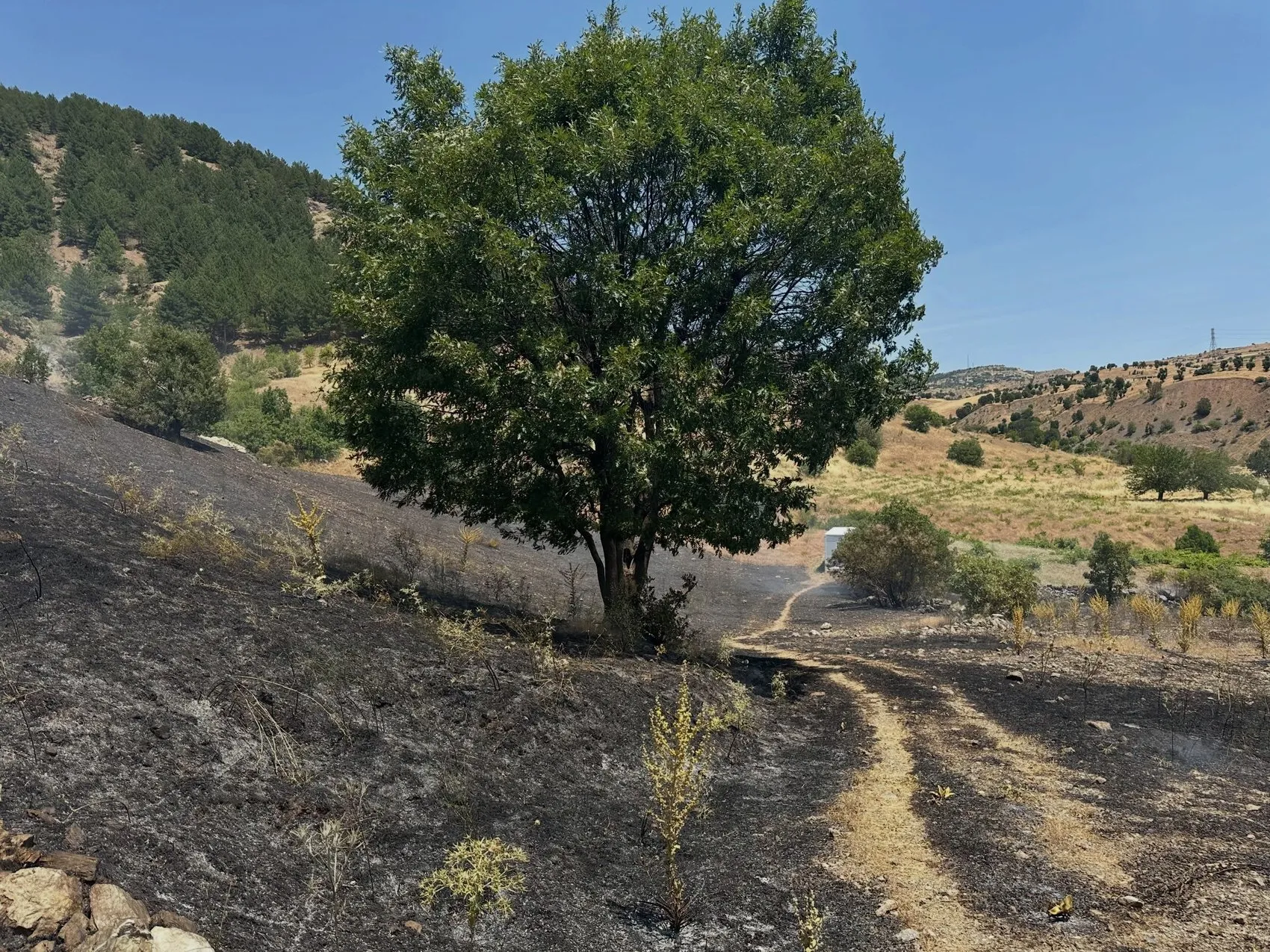 Adıyaman Sincik’te orman yangını paniği